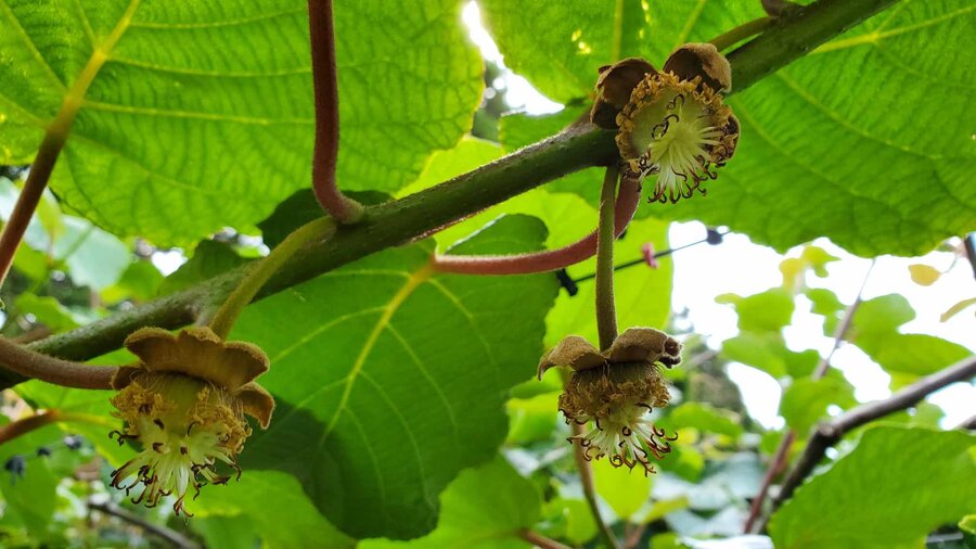 Kiwifruit Flowers